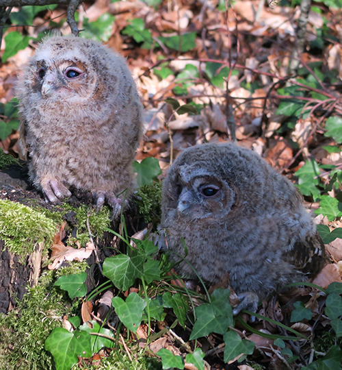 projekte_waldkauz3