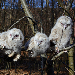 waldkauzberingung